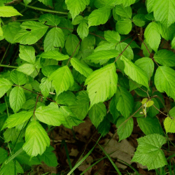 Box Elder Allergy Information | Helpful Tips From Our Experts